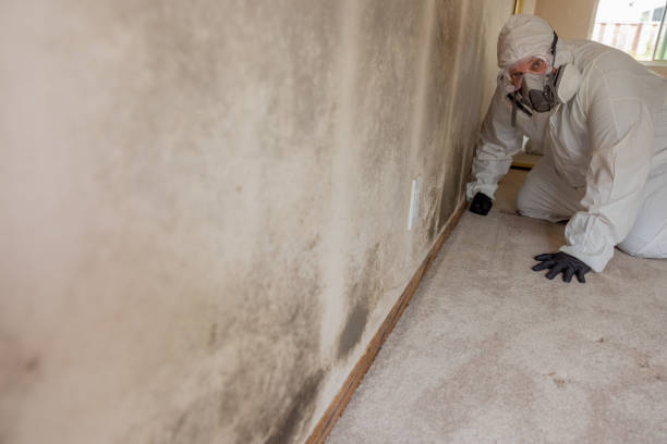 Best Basement Mold Removal  in USA